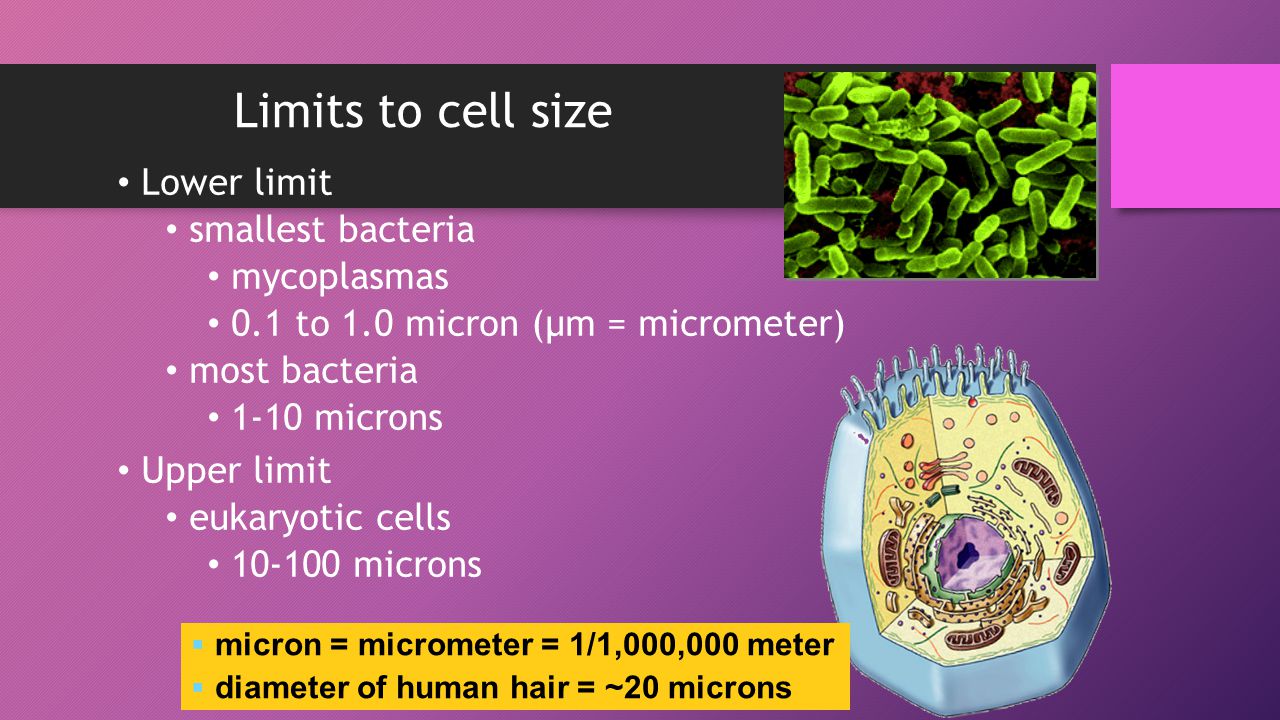 Maximum cell size